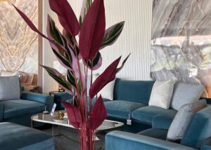 BIRD OF PARADISE - 145CM-150CM-170CM