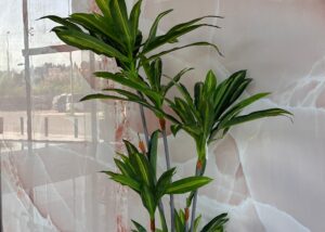 DRACAENA - 100CM/170CM