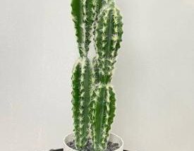 TABLE CACTUS - 49CM