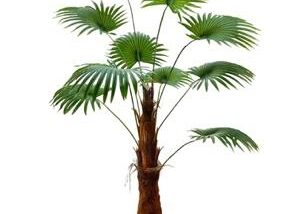 FAN PALM - 150CM